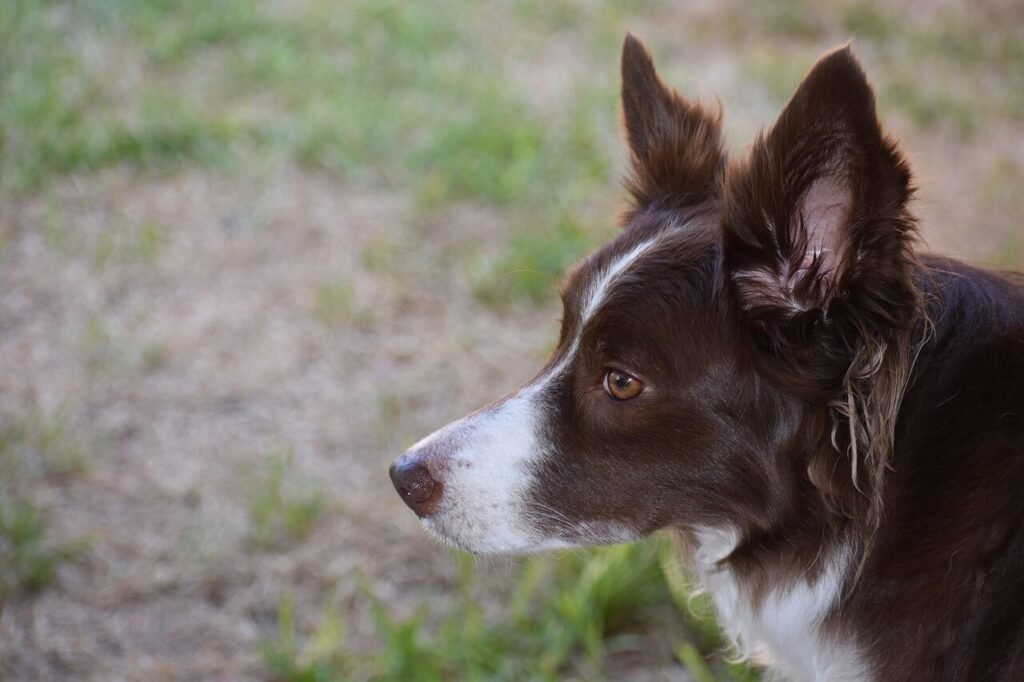 How to Teach Your Dog to Bow: Best 7 Tips!