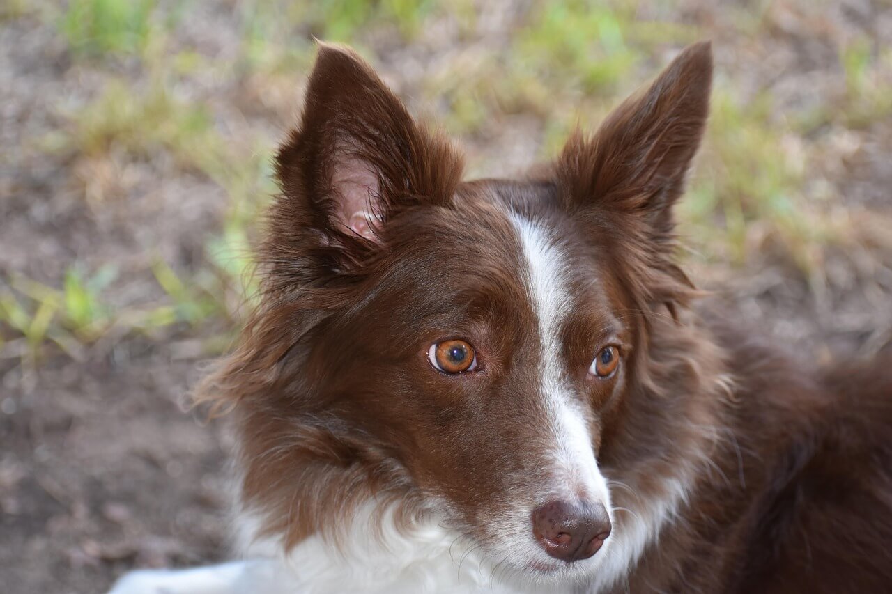 Should You Look a Dog in the Eyes? Best 7 Tips!