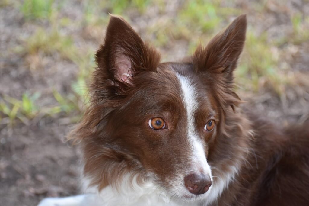 Is a Dog Nail Scratch Dangerous? Best 7 Health Tips!