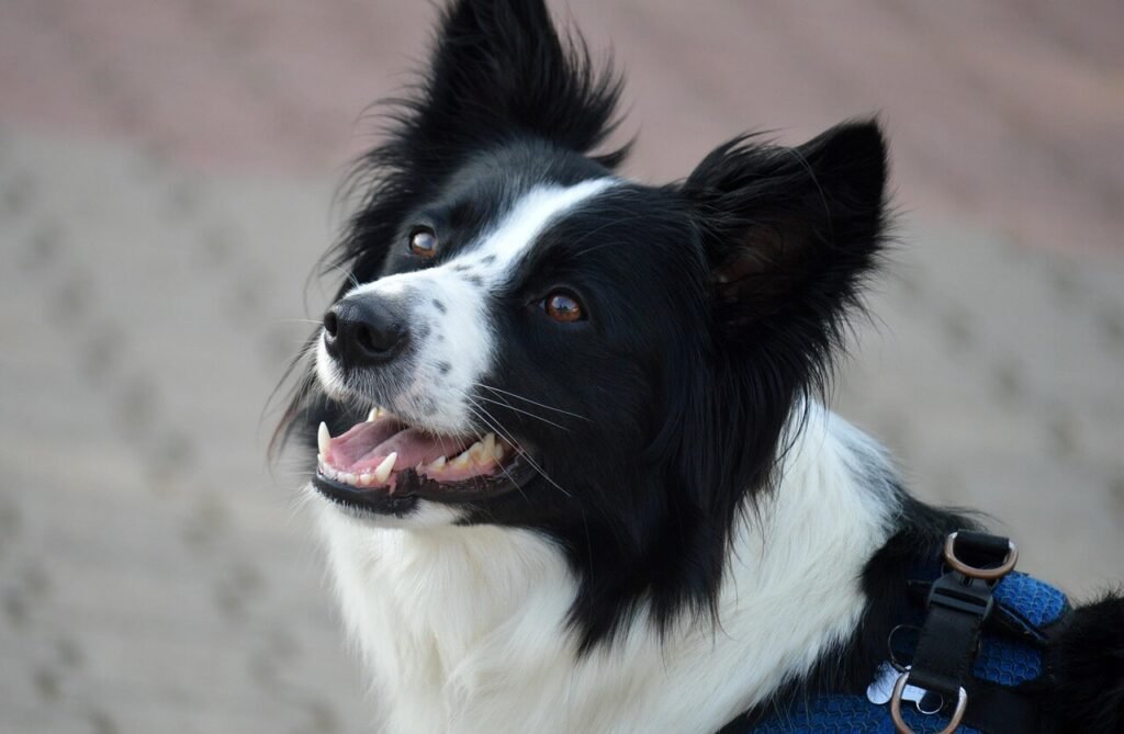 Red Ring Around a Tick Bite on Dogs: Best 7 Health Tips!