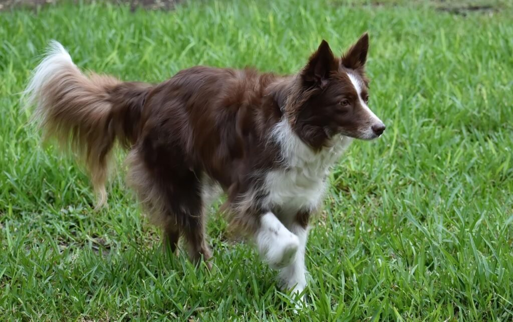 Are Chicken Feet Good for Dogs? Best 7 Health Tips!