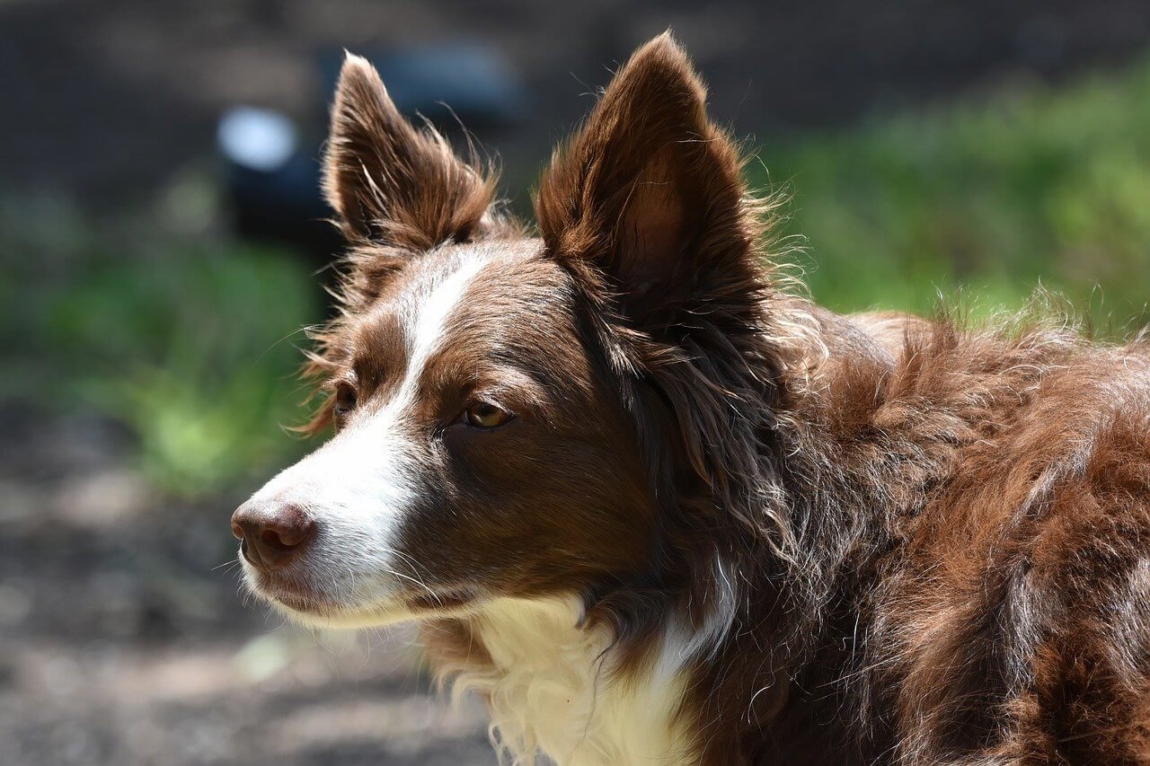 Signs of Internal Bleeding in Dogs: Best 7 Expert Tips!