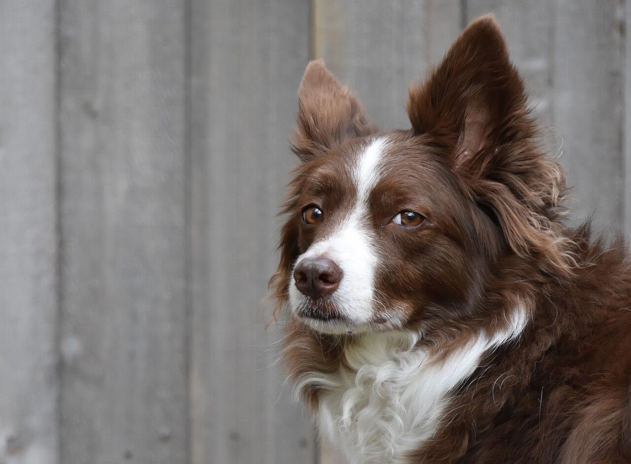 Can I Use a Regular Toothbrush on My Dog? Best 7 Tips!