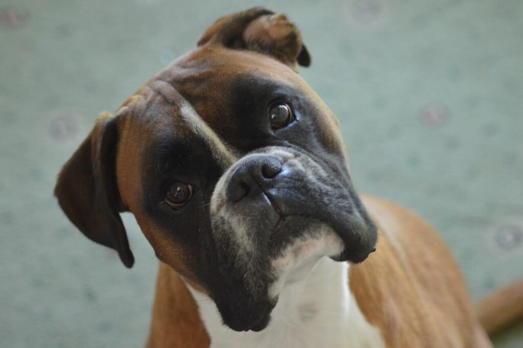 Can Dogs Get Worms from Eating Cat Poop? Best 7 Tips!