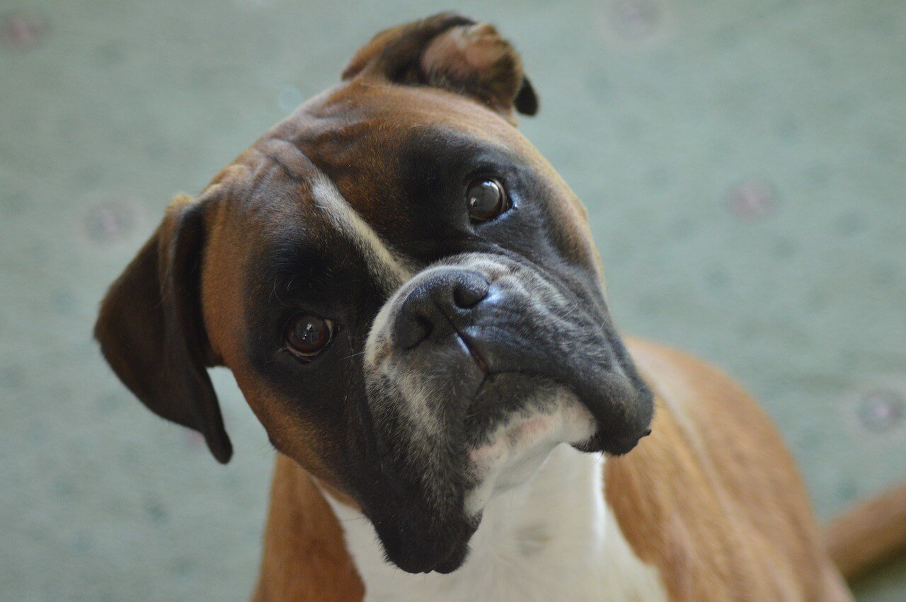 Can Dogs Get Worms from Eating Cat Poop? Best 7 Tips!