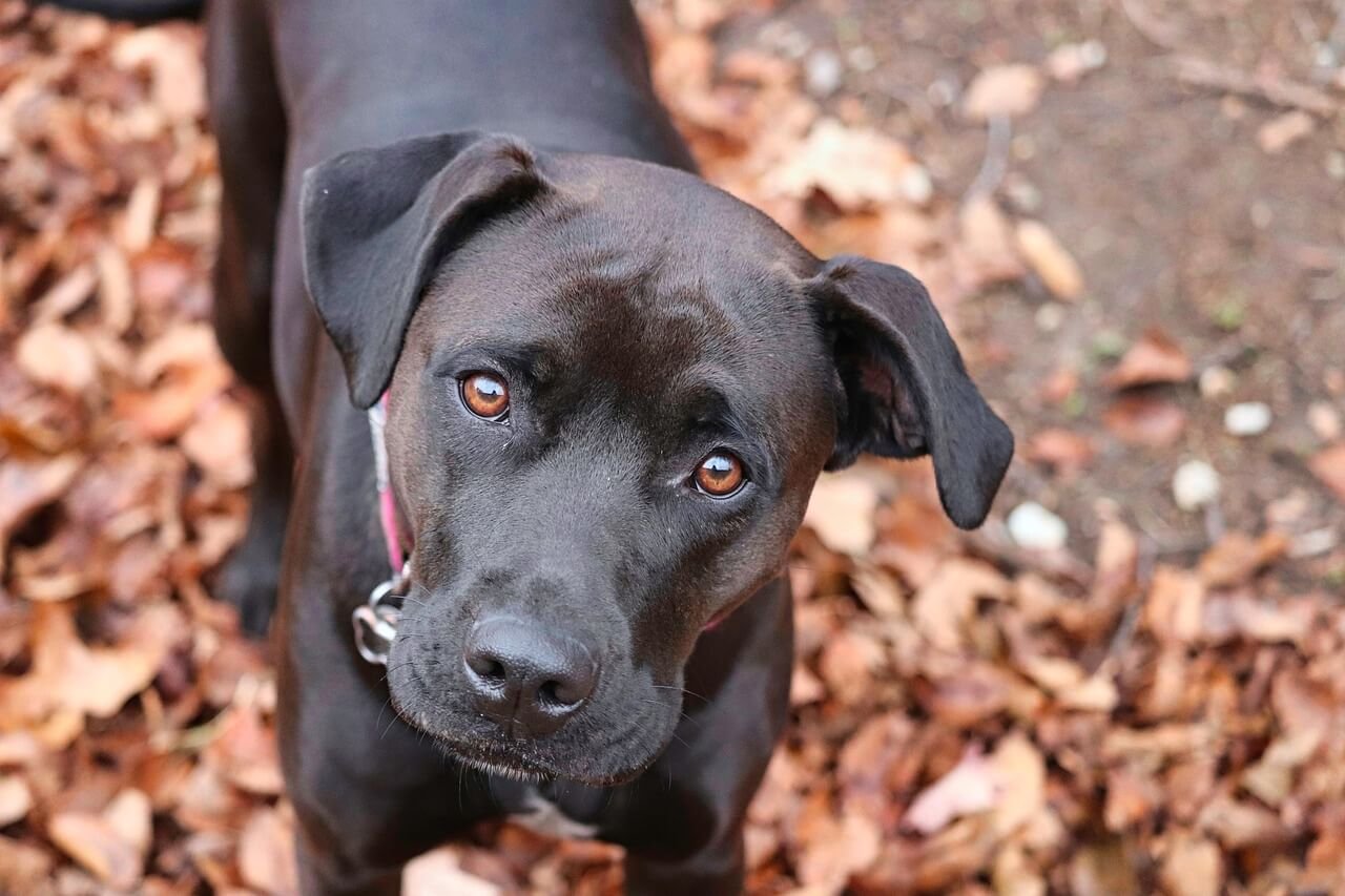 Dog Tail Bleeding: Best 7 Health Tips!