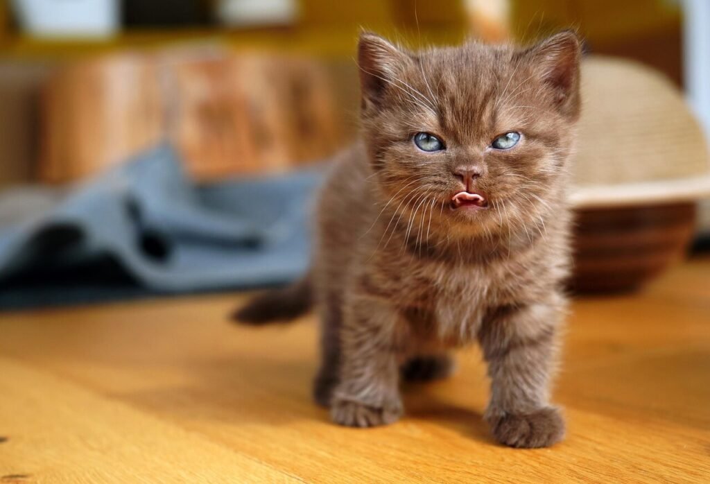 Can Cats Eat Cat Grass? Best 7 Health Tips!