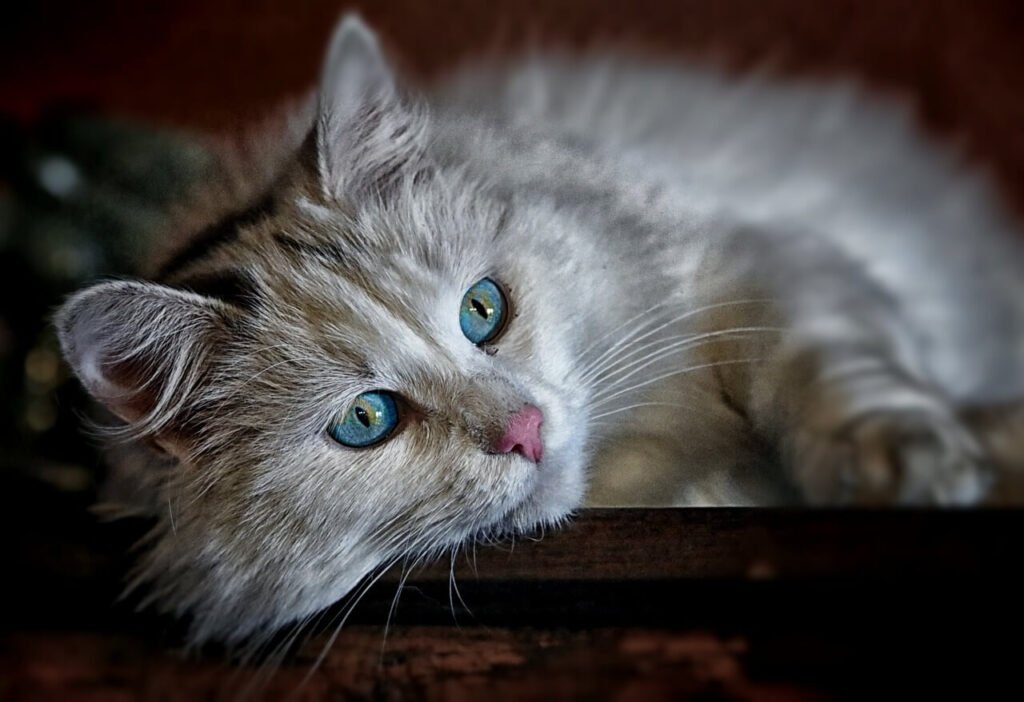 Can You Give a Cat Ibuprofen? Best 7 Expert Tips!