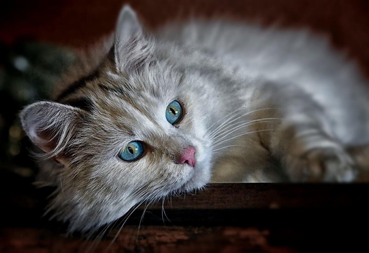 Can You Give a Cat Ibuprofen? Best 7 Expert Tips!