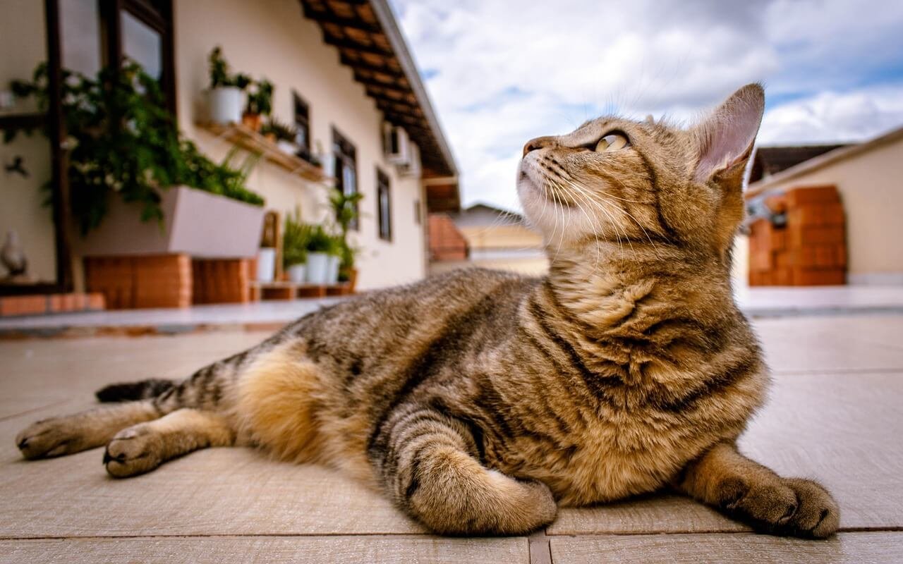 Inflammatory Bowel Disease in Cats: Best 7 Tips!