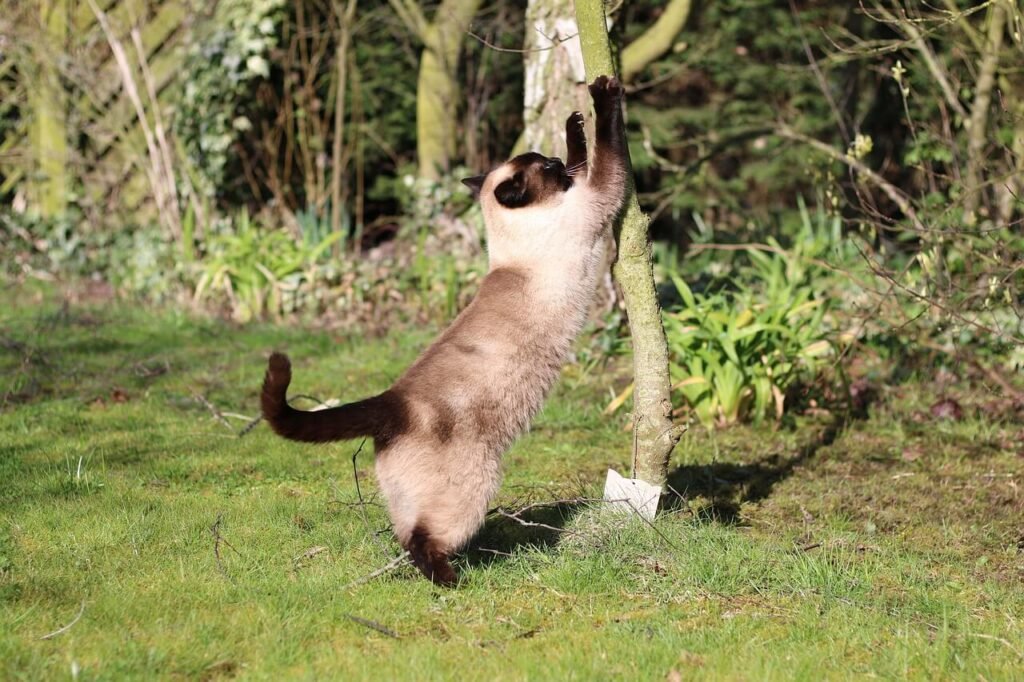 Most Friendly Cat Breeds: Best 7 Expert Tips!