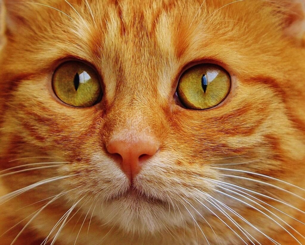 Cat Raw Food Diet: Best 7 Health Tips!