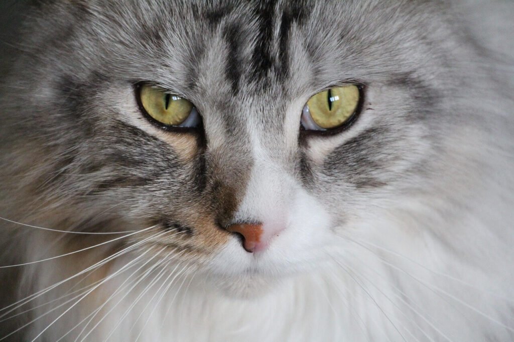 Cat Appetite Stimulant: Best 7 Expert Tips!