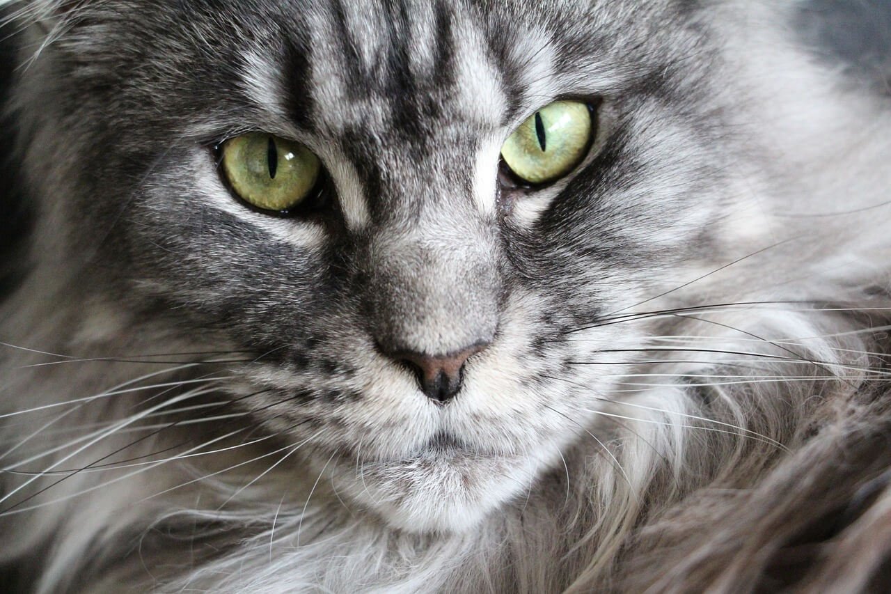 Natural Antibiotics for Cats: Best 7 Expert Tips!