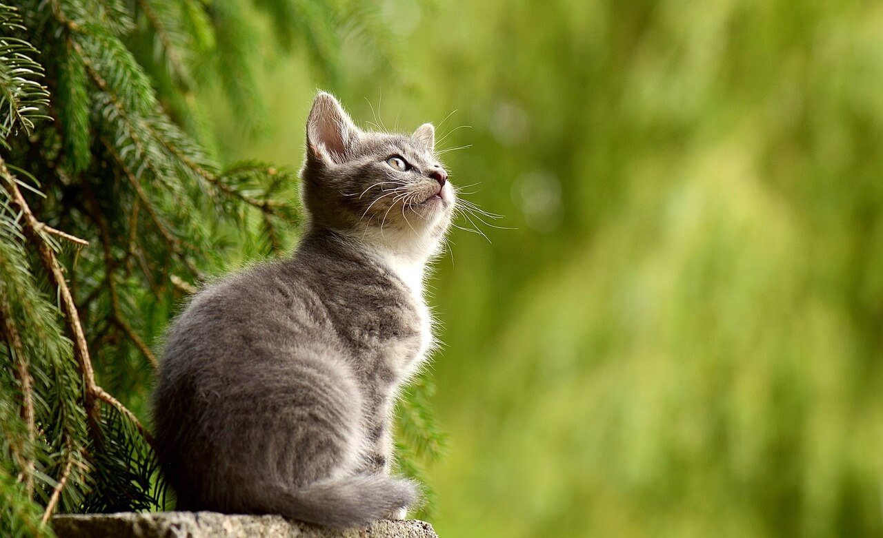 Can Worms Spread from Cat to Cat? Best 7 Health Tips!