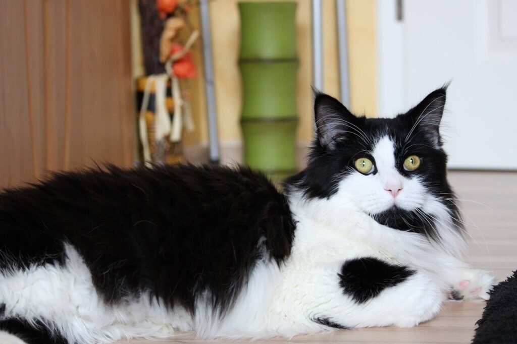 Antihistamine for Cat Allergy: Best 7 Health Tips!