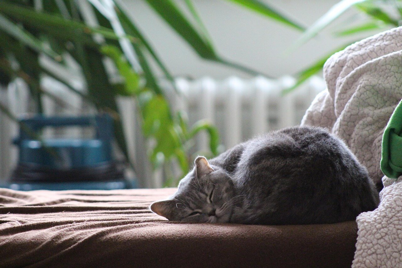 Understanding Cat Brain Scans: Best 7 Health Tips!