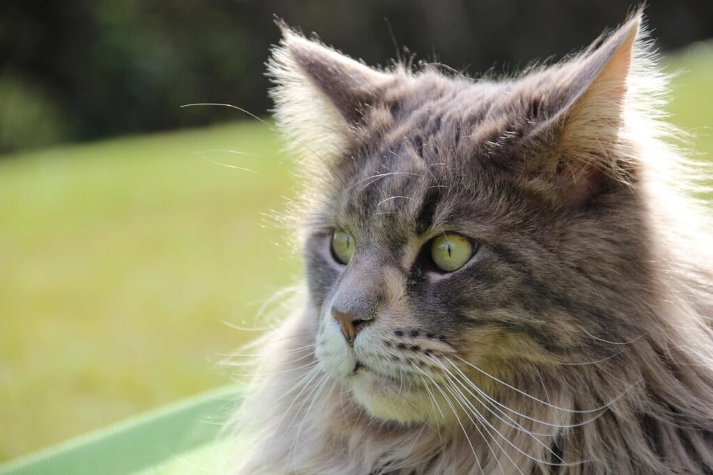 How Many Fleas Can Live on a Cat? Best 7 Expert Tips!