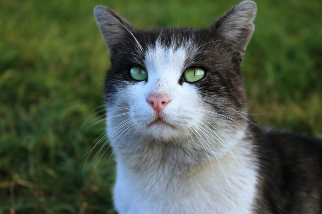 Understanding Cat Behavior After Spaying: Best 7 Tips!