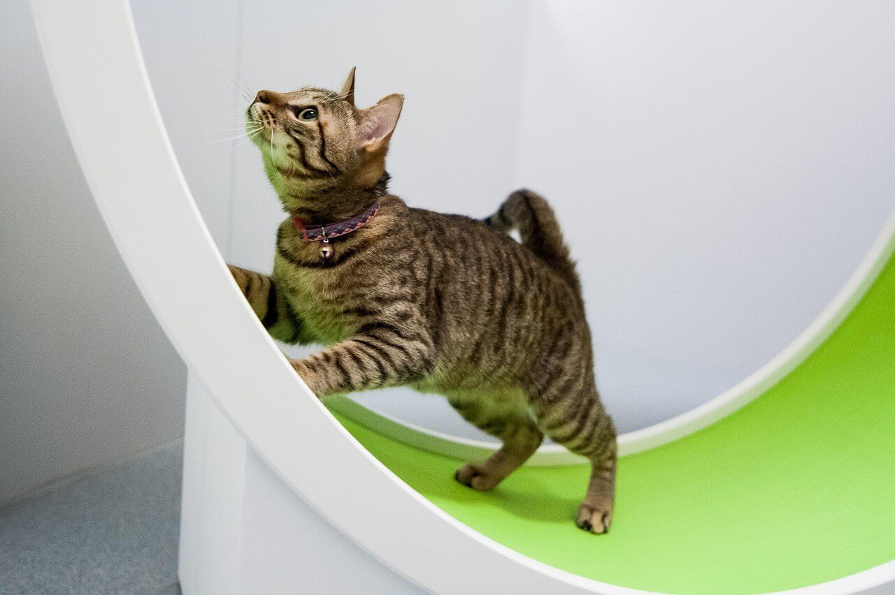 Pregnant Cat Behavior: Best 7 Expert Tips!