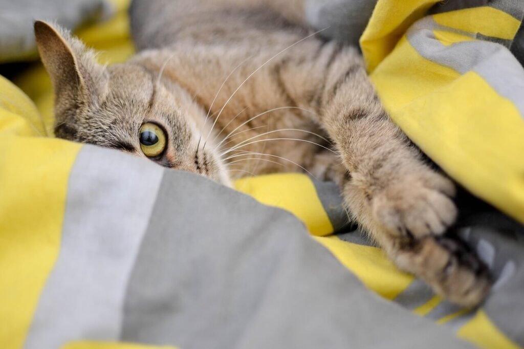 Understanding Cat Nose Fungus: Best 7 Health Tips!
