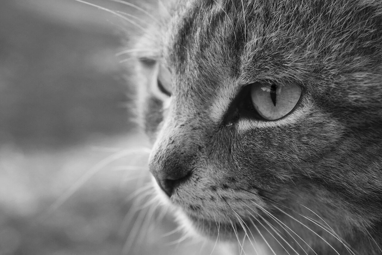 Do Cats Eat Mice? Best 7 Health Tips!