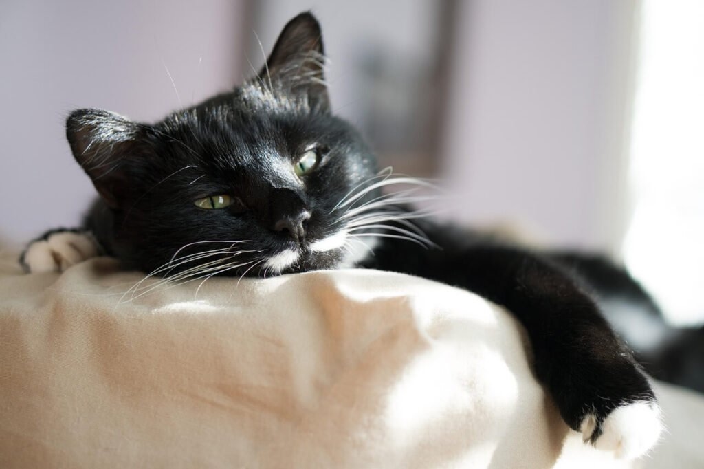 Is Cat Drool Harmful to Humans? Best 7 Expert Tips!