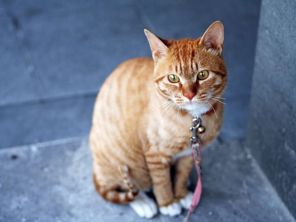 Cat Sneezing No Discharge: Best 7 Health Tips!
