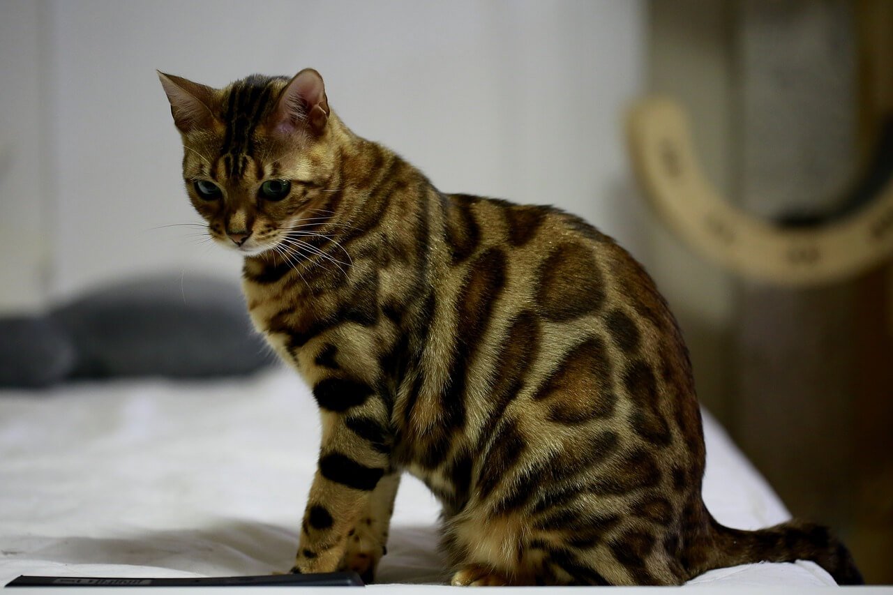 How Big Does a Bengal Cat Get? Best 7 Expert Tips!
