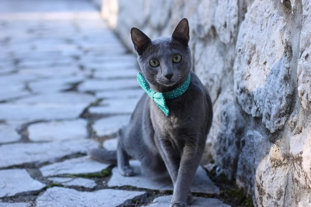 Understanding Cat Mouth Cysts: Best 7 Expert Tips!