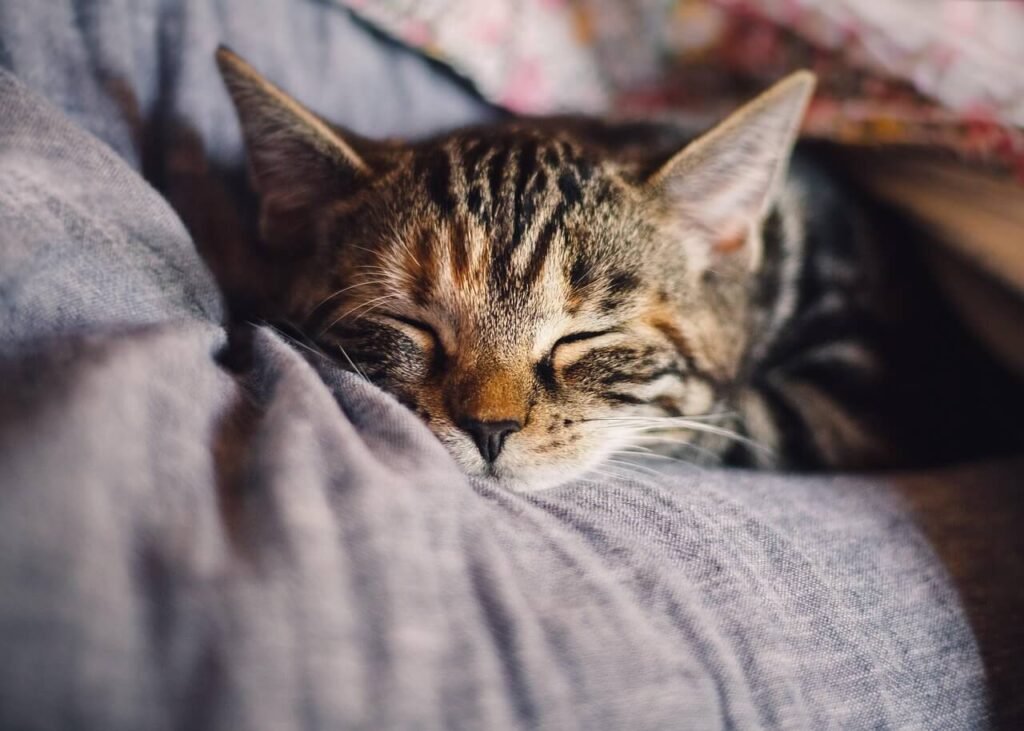 Why Is My Cat Suddenly a Picky Eater? Best 7 Health Tips!