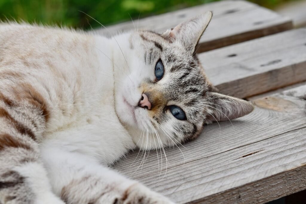 Can Cats Eat Bananas? Best 7 Expert Tips!