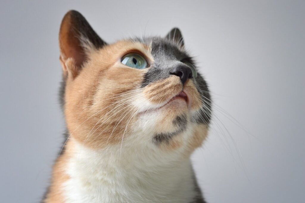 How Do Cats Get Ear Mites? Best 7 Expert Tips!