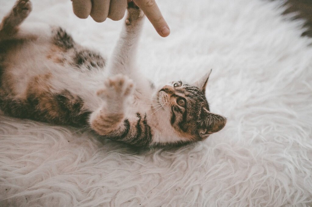 Cat Chirping While Purring: Best 7 Expert Tips!
