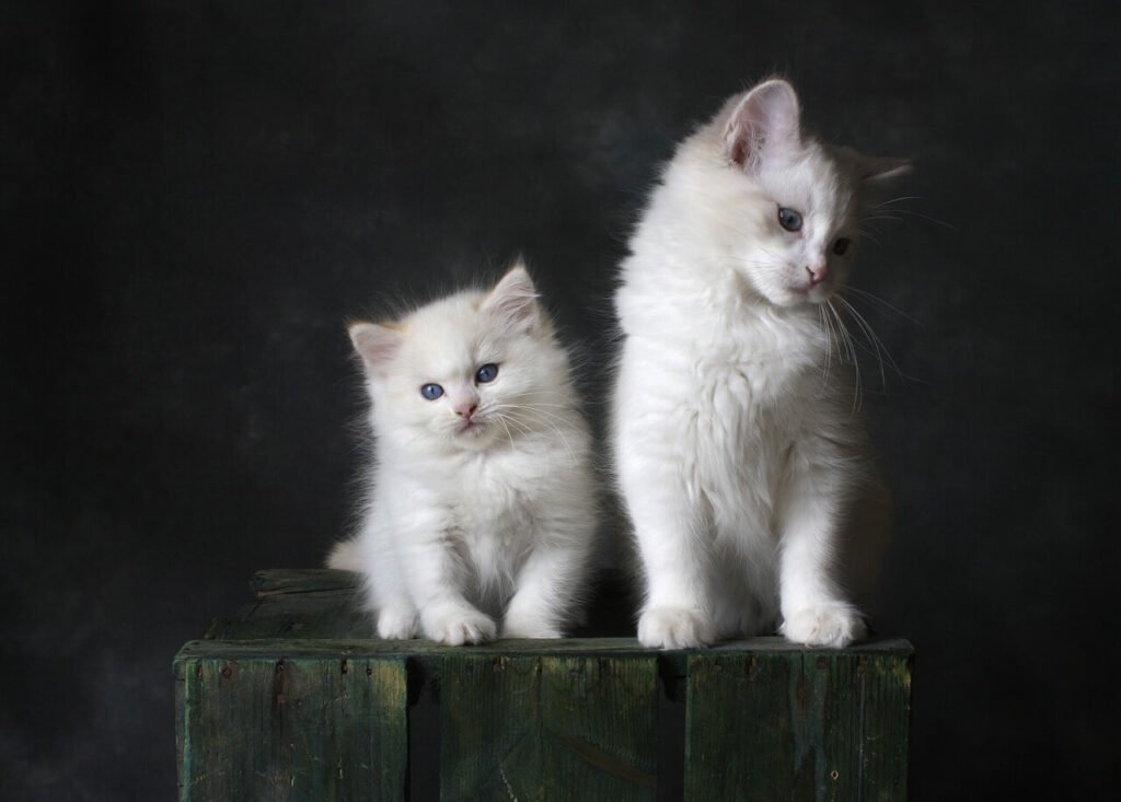 Cat Shaking Scared: Best 7 Behavior Tips!