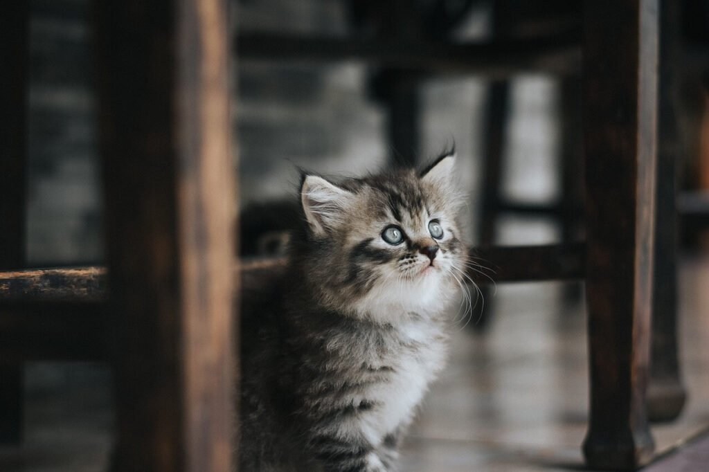 Cat Lays Next to Me and Purrs: Best 7 Expert Tips!