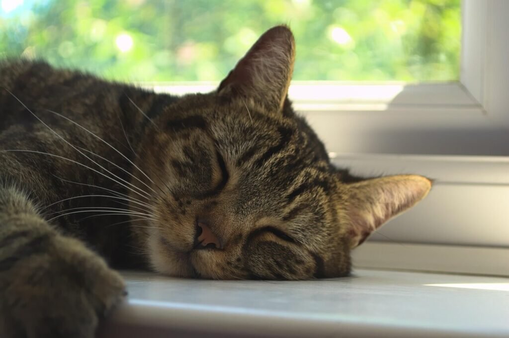 How Many Muscles Are in a Cats Ear? Best 7 Expert Tips!