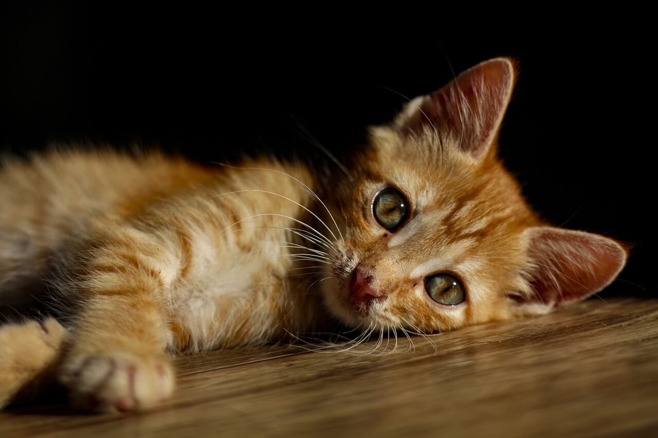 How Long Are Cats Pregnant? Best 7 Expert Tips!