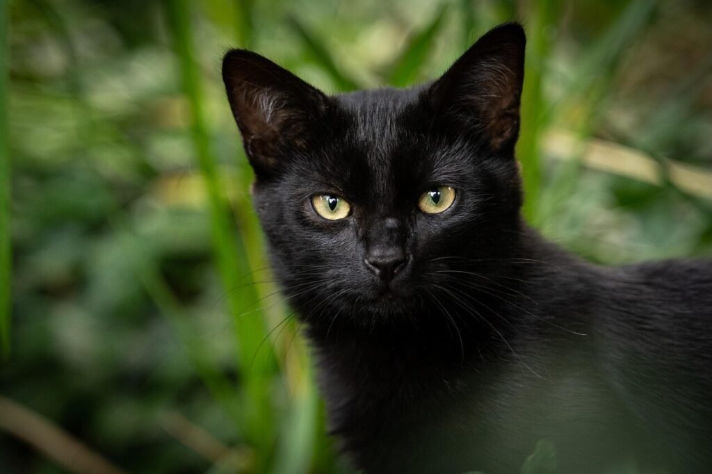Is the Corn Plant Cat Safe? Best 7 Health Tips!
