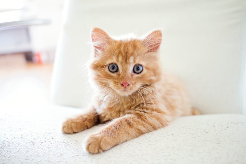 How to Take Cat Blood Pressure: Best 7 Expert Tips!
