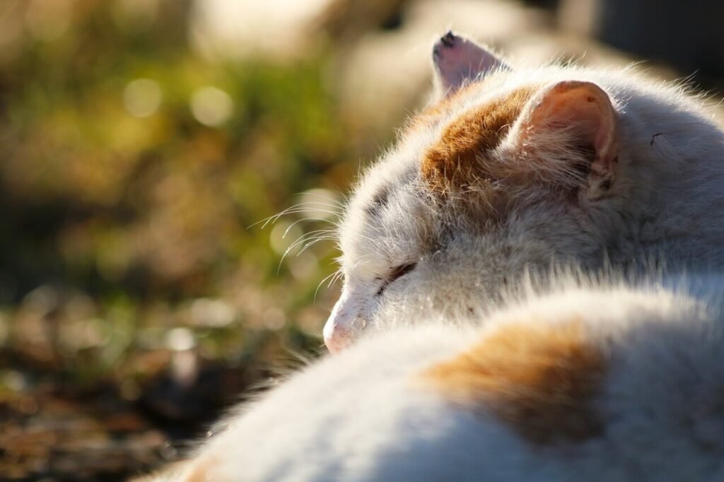 Rice Tapeworms in Cats: Best 7 Expert Tips!