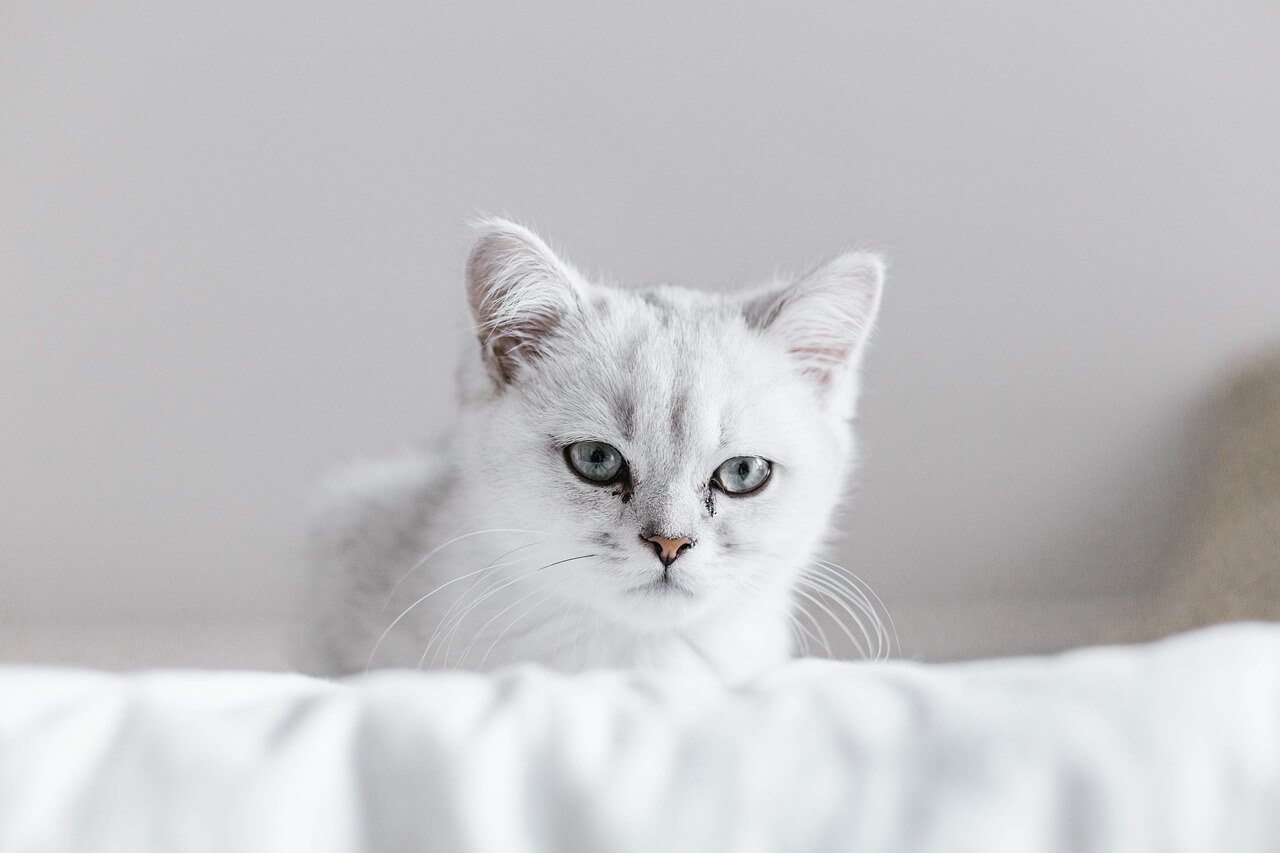 How to Keep Cats Out of Your Yard: Best 7 Tips!