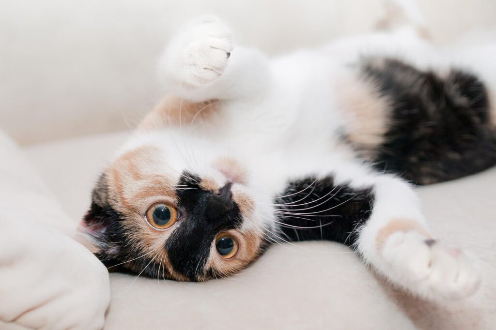 Can Fleas Kill a Cat? Best 7 Health Tips!