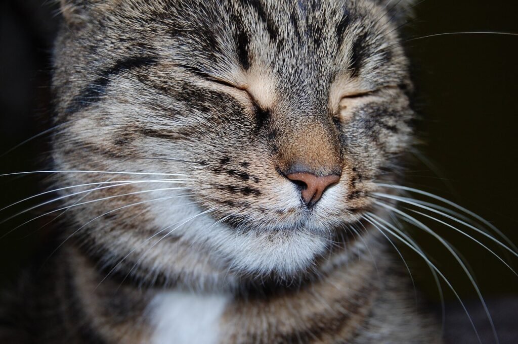Understanding Osteosarcoma in Cats: Best 7 Expert Tips!