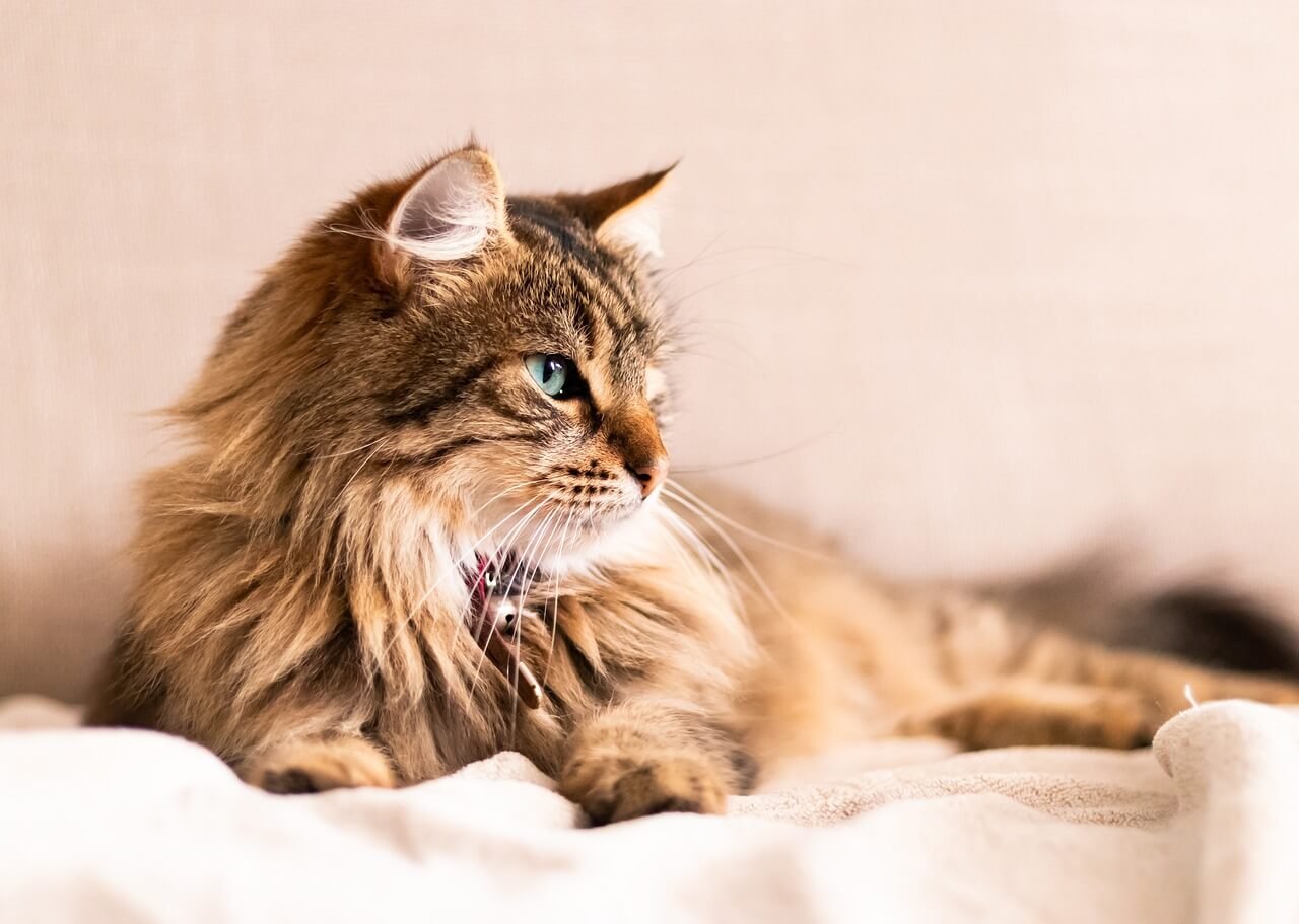 Is My Cat Bored? Best 7 Behavior Tips!