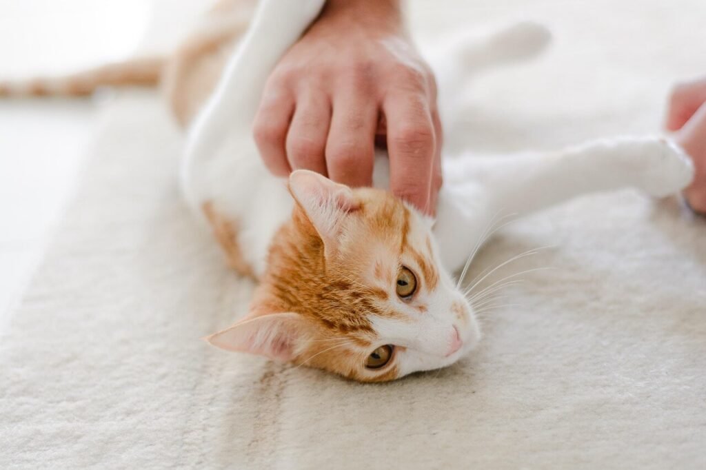 Why Is My Cat Not Feeding Her Kittens? Best 7 Expert Tips!