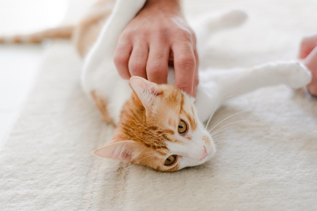 Why Is My Cat Not Feeding Her Kittens? Best 7 Expert Tips!