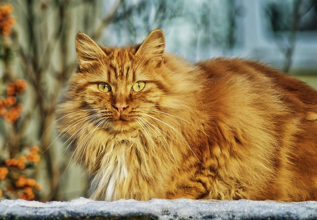 Can Cats Eat Egg Yolk? Best 7 Expert Tips!