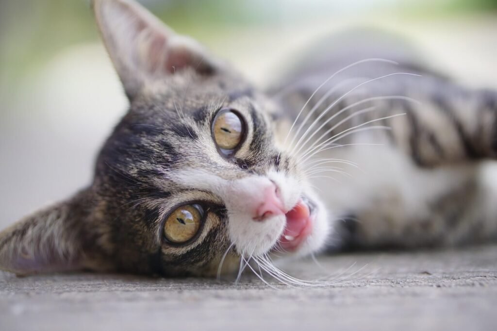 Understanding Cat Proctitis: Best 7 Health Tips!