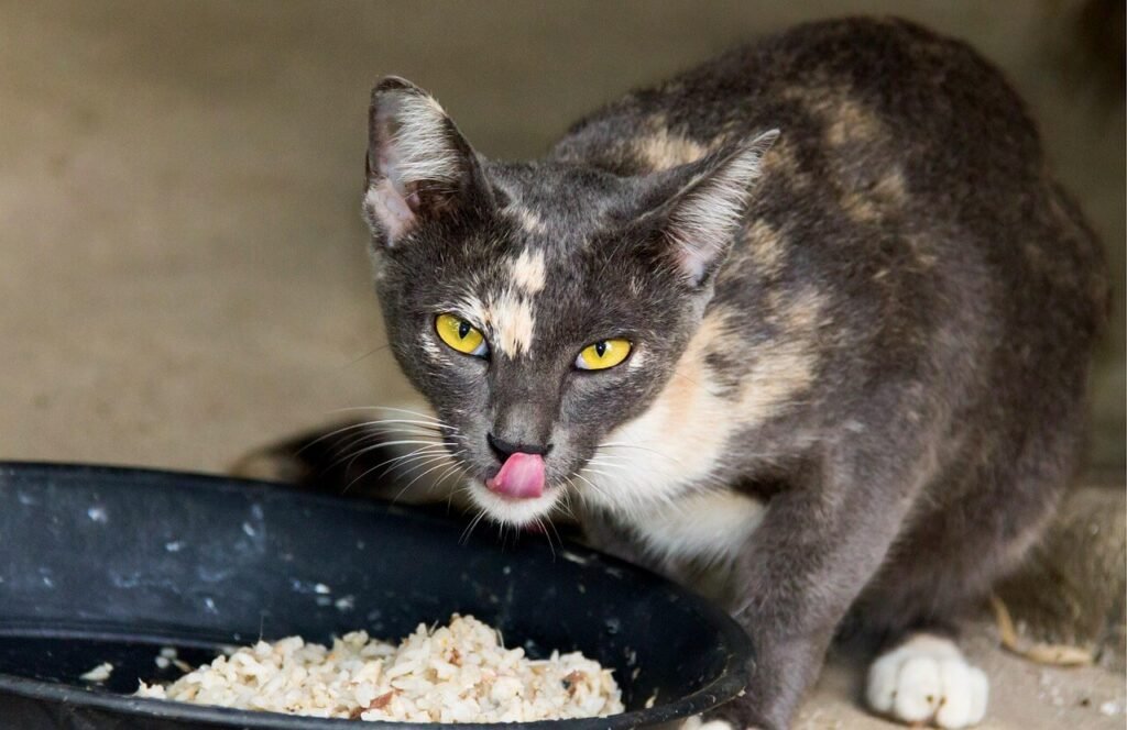 How Many Cans of Cat Food Per Day? Best 7 Tips!